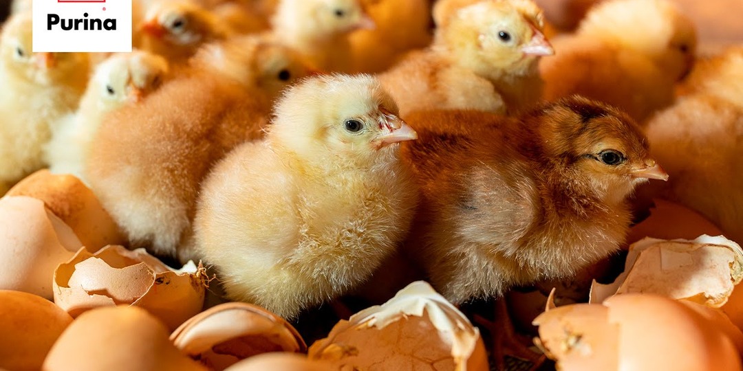 Готовимся к выведению цыплят. Плюсы и минусы самостоятельной инкубации