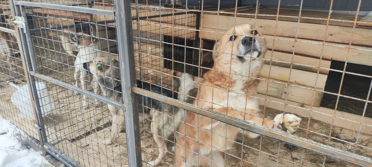 Фото: администрация Красноярска