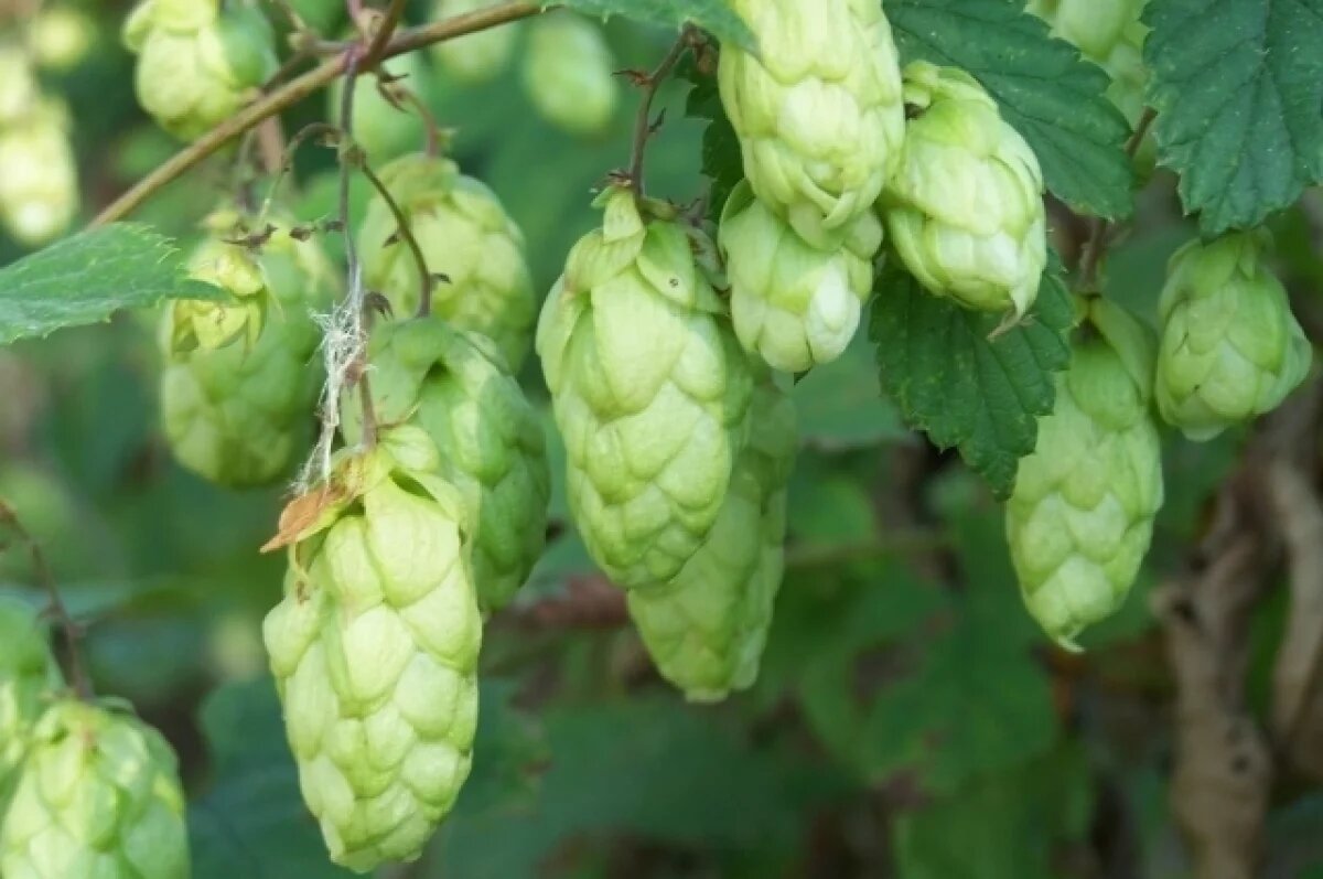    Зелёное золото России.