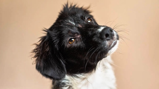 Он всё понимает? Почему на самом деле собаки мило наклоняют голову, когда мы с ними разговариваем. Наука против мифов