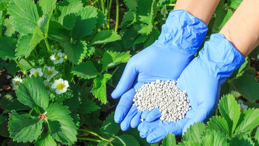 Аммиачная селитра — 15–20 г на 10 л воды. Работает там, где мочевина еще бесполезна