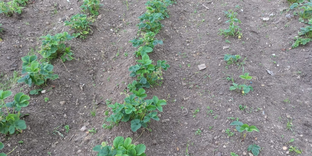 Кормлю клубнику весной по температуре почвы. 4 способа — и завязей заметно больше