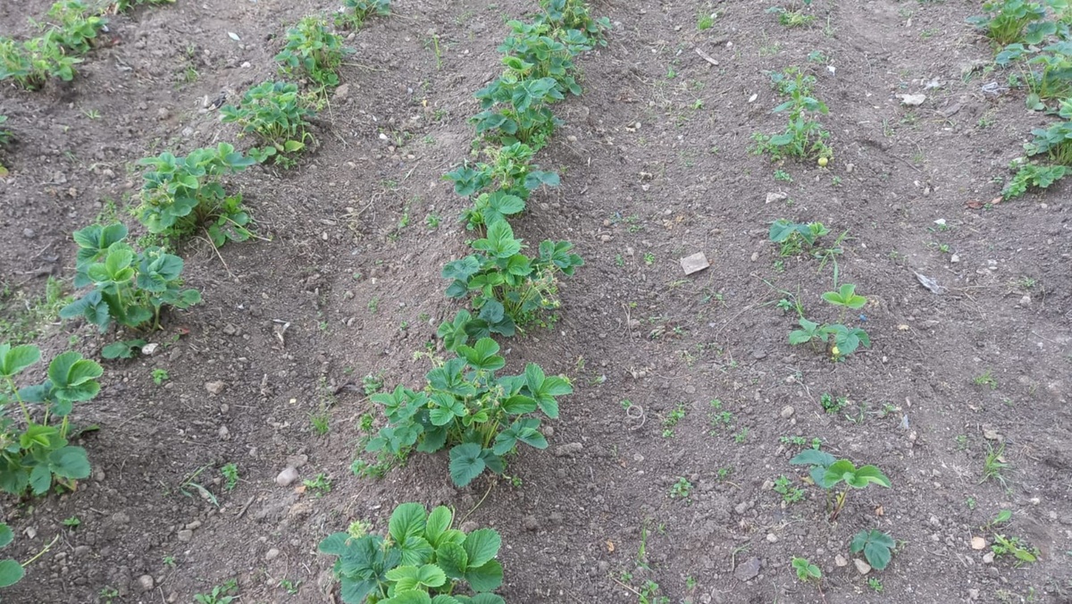 Два сигнала к действию: термометр показывает +8°С, и молодые листья уже пошли в рост