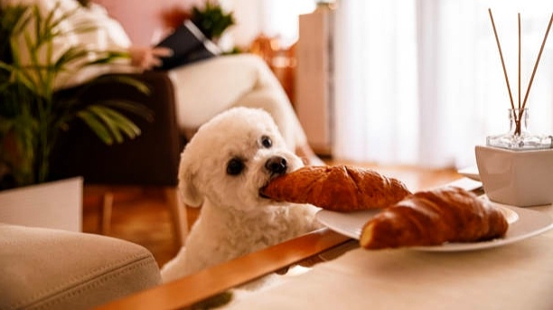 Смерть в тарелке: ТОП-5 продуктов с вашего стола, которые могут убить собаку за одну ночь