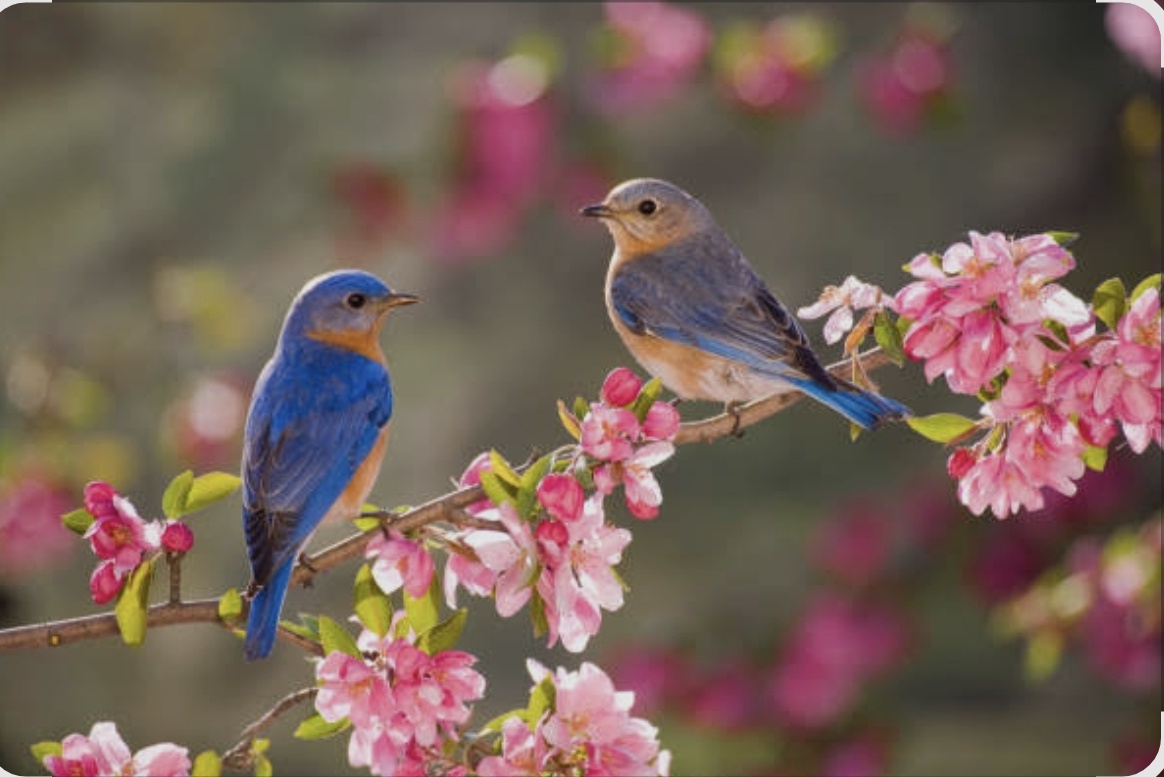 Какие милые! (Фото из интернета). 