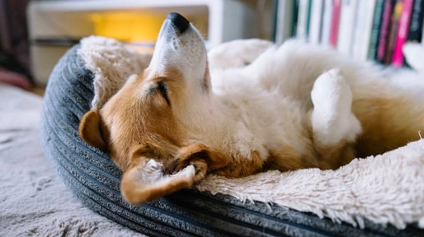 Спит на полу, хотя купили дорогой трон? 4 ошибки при выборе лежанки для собаки, из-за которых страдает её спина и ваш бюджет