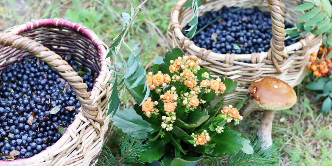 Черничные поля: Место для заработка