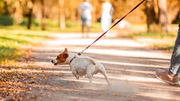 Прогулка или пытка? Почему собака тянет поводок как танк и как научить её ходить рядом без рывков. Метод "Красный свет"