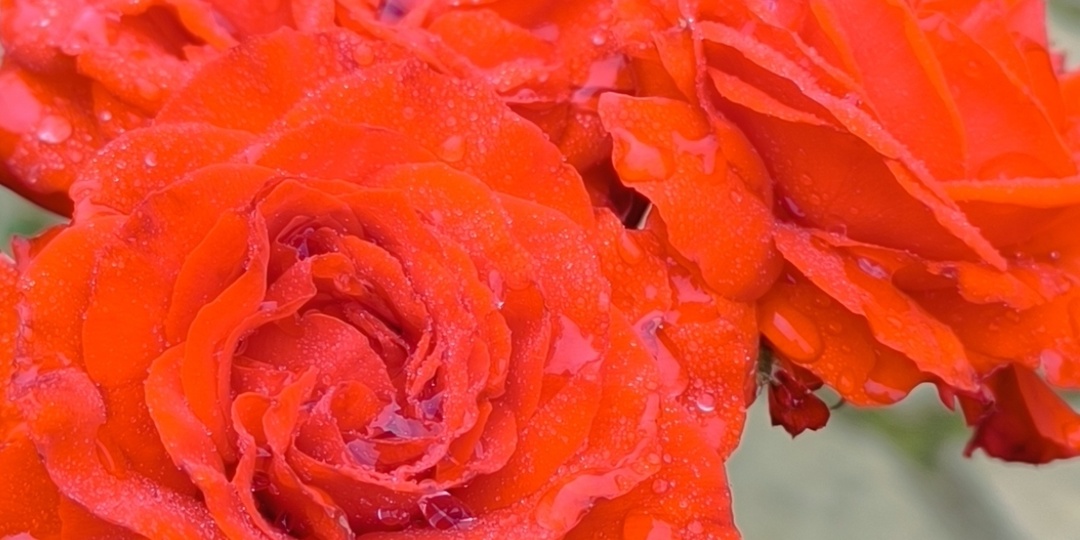 Алая роза и жёлтый паук.