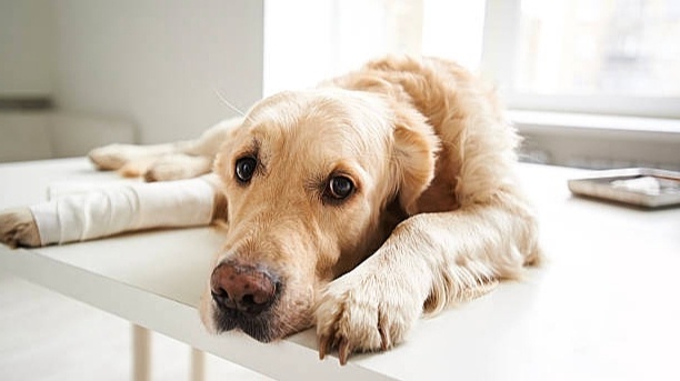 Собаки умеют терпеть: 7 скрытых признаков боли, которые владельцы часто принимают за "старость" или "лень"