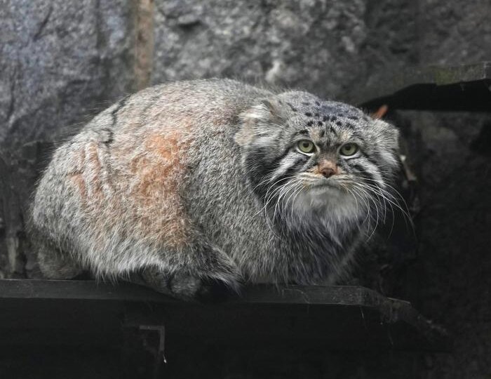 Манул Тимофей остался без финской невесты, у неё уже есть бойфренд на родине