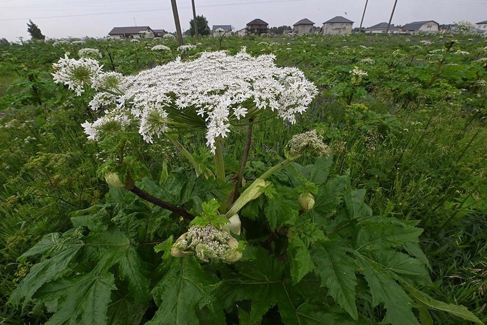    Годом ранее искусственный интеллект выявил восемь земель, где рос борщевик. Владимир ВЕЛЕНГУРИН