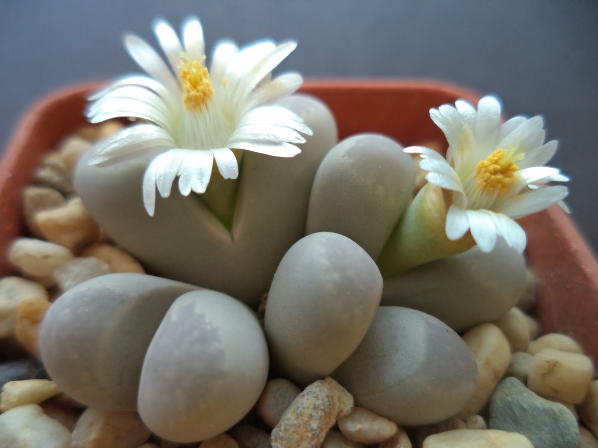 Живые камни