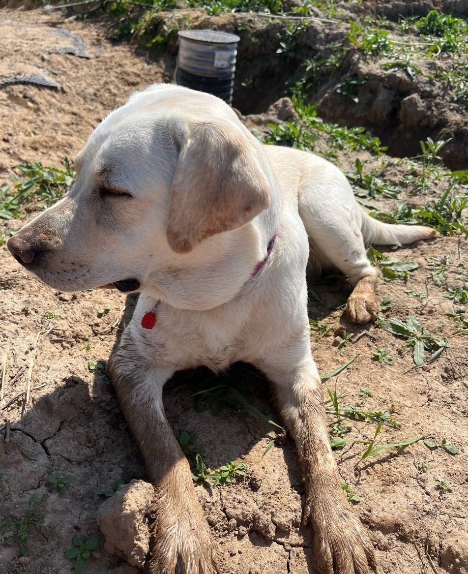 Зачем нам трактор, если есть собака?
