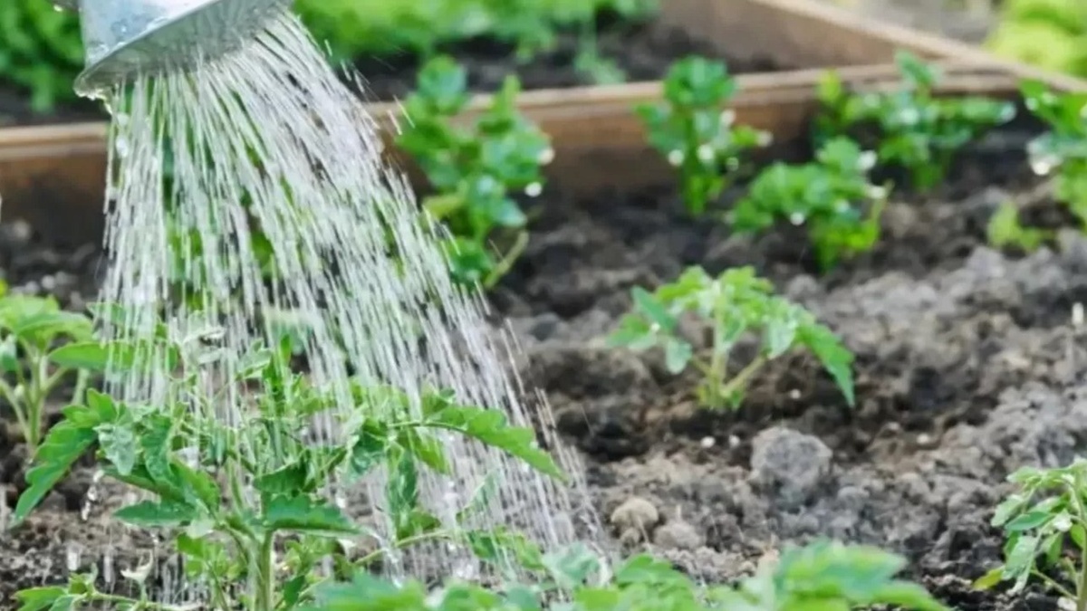 Капли воды на листе — готовая среда для прорастания споры фитофторы