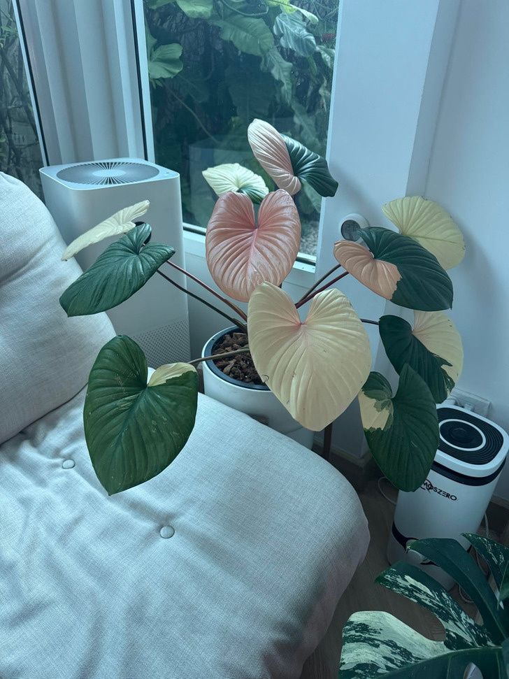 © AcrobaticAudience207