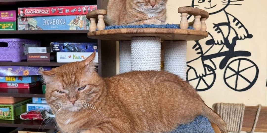 ...потому что мы - банда