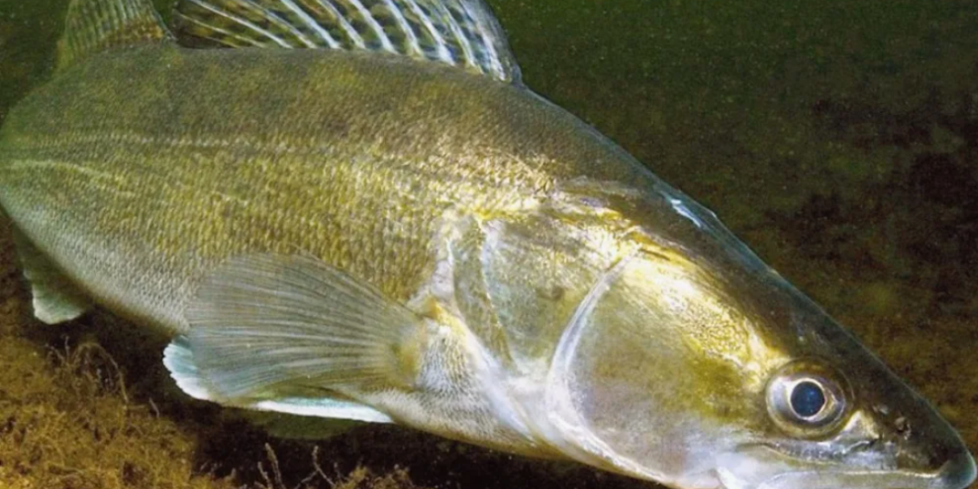 Задержали того, кто должен был сохранять нашу рыбу