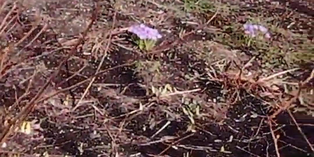 Просто делюсь радостью и настроением