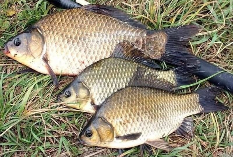 Ранневесенняя ловля карася: подробное руководство