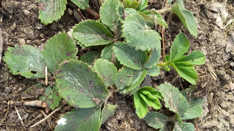 Вот так выглядит грядка, когда момент уже упущен — куст живой, но силы потрачены не туда