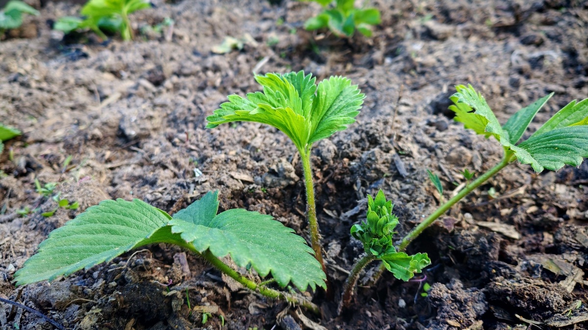 Вот этот момент — точки роста пошли, значит куст уже тянет питание. Пора выходить на грядку