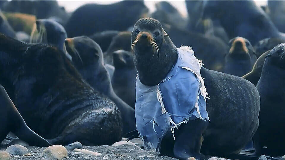 Волонтеры спасли тюленя, запутавшегося в жилетке на Сахалине