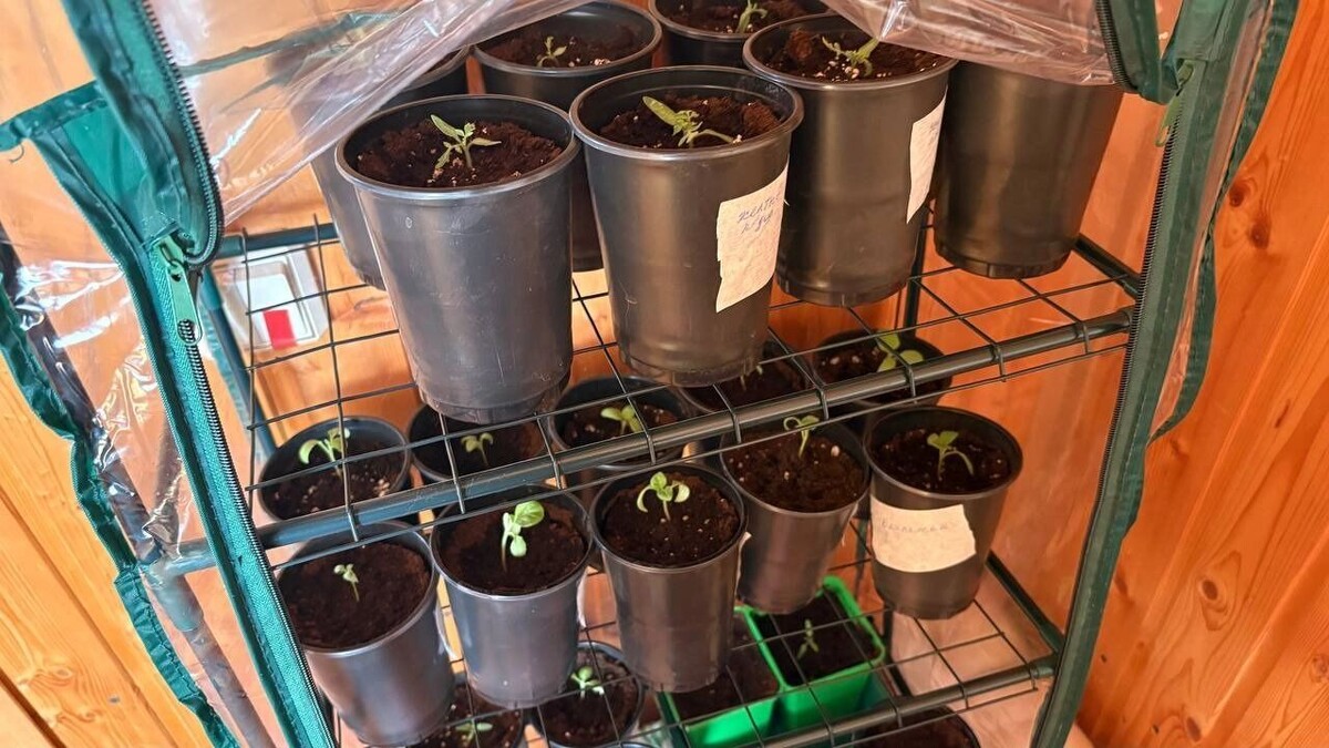    Календарь рассады 2026: когда сеять перец и томаты в Башкирии   mkset.ru