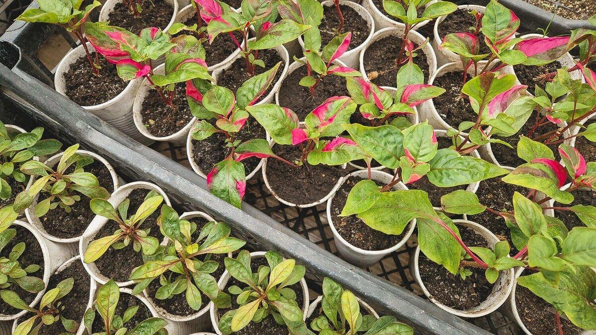    Многие культуры как раз лучше сеять в марте и апреле   1MI