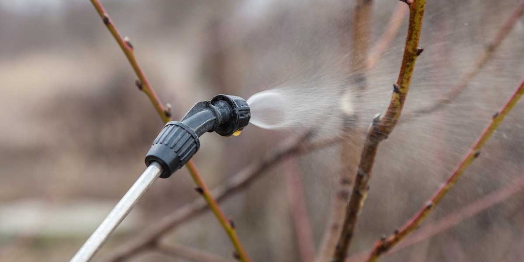 Весенняя обработка сада мочевиной: что важно учесть