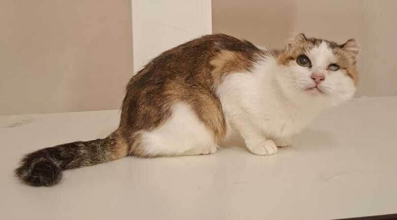 Знакомьтесь, Лада!