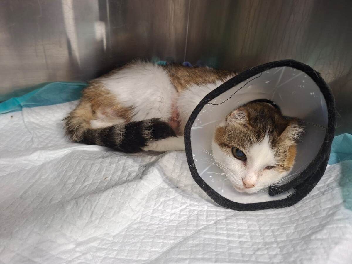 Лада восстанавливается после операции
