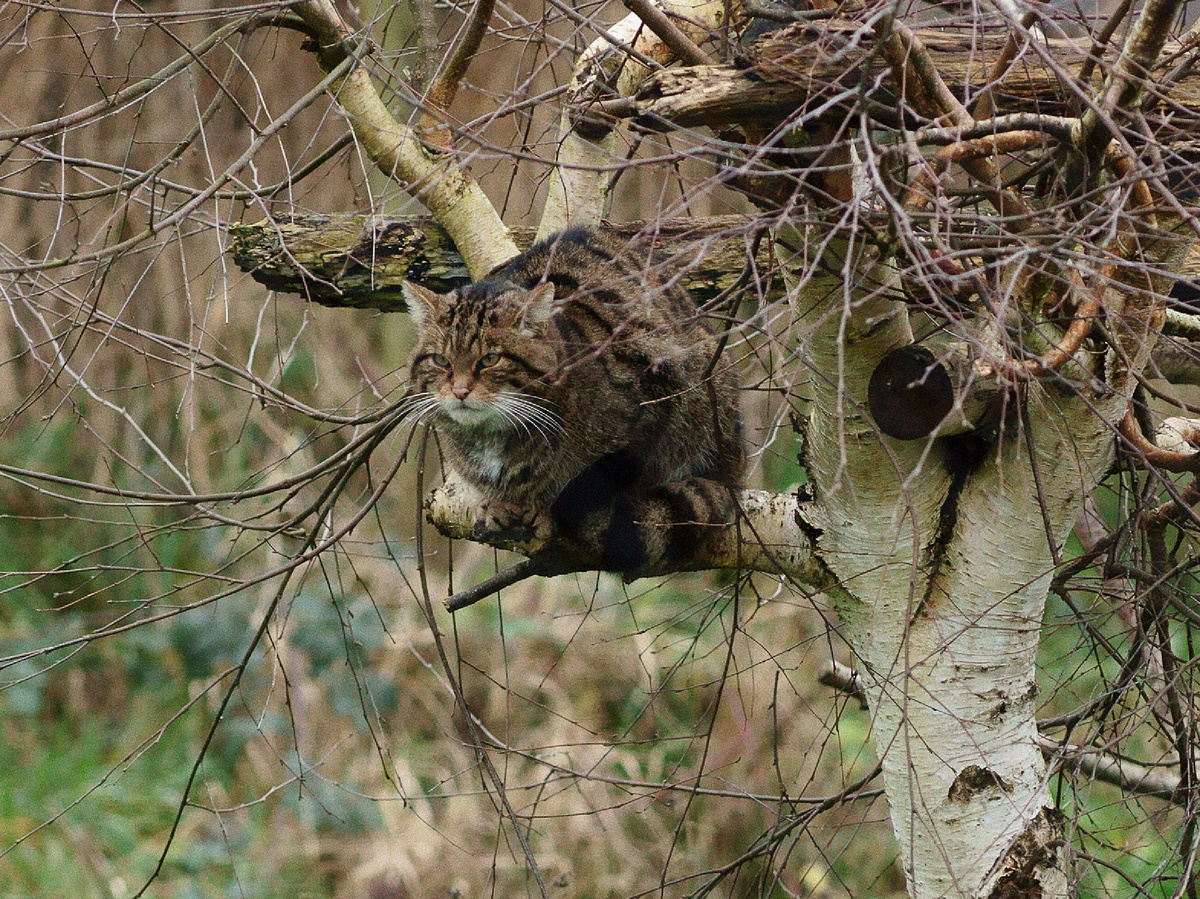 Попробуйте запереть свободолюбивого землевладельца в «евродвушке» в центре и узнаете много новых для себя выражений. Фотография: Peter Trimming, CC BY 2.0 