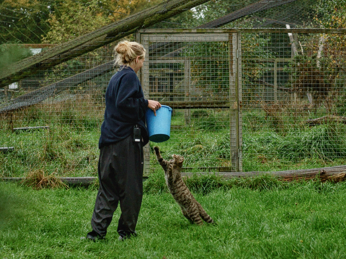 Процесс трапезы выглядит отнюдь не эстетично. Не станет житель леса аккуратно облизывать мисочку, она ему, собственно, и не нужна. Фотография: Peter Trimming, CC BY 2.0