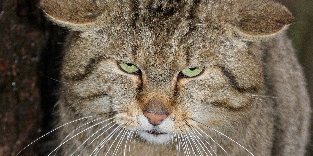 Почему мало у кого получится подружиться с лесным котом