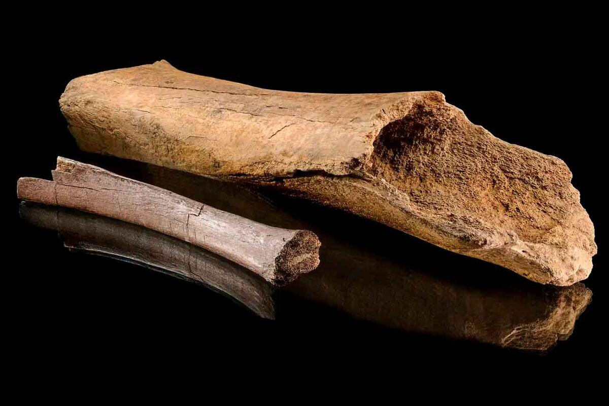    Кости слона из Лерингена со следами разделки / © VOLKER_MINKUS