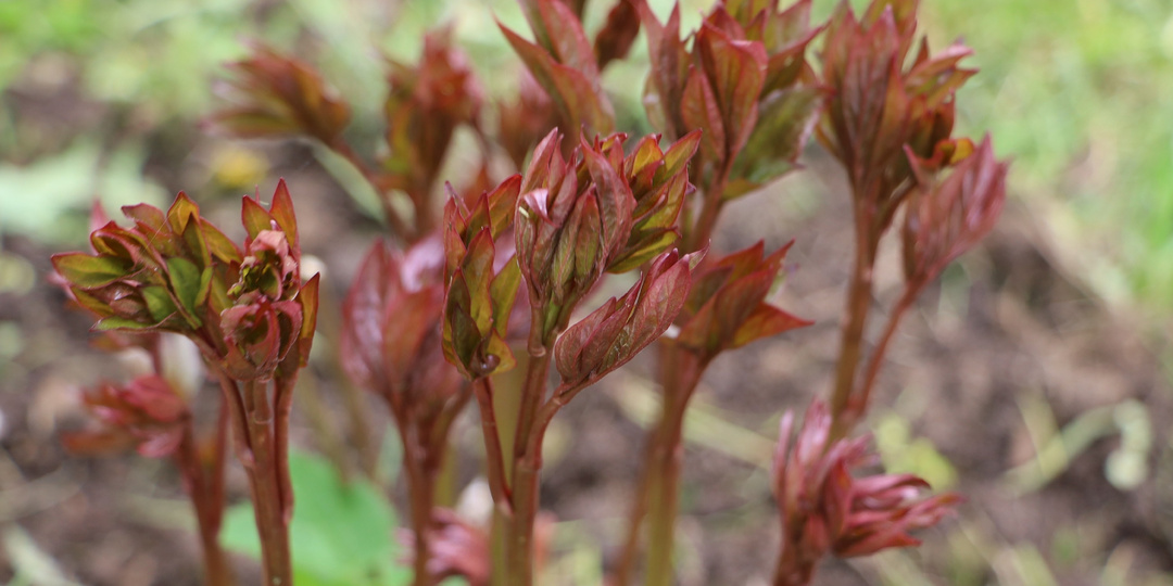 Кормлю пионы весной по 3 этапам. Куст перестал жировать и зацвел