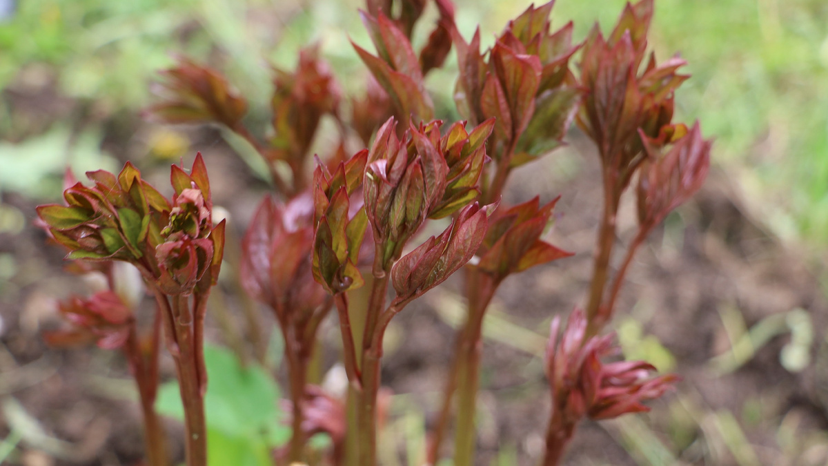 Вот они — красные ростки. Как только снег тронулся, уже пора действовать