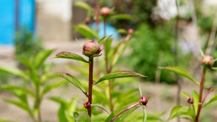 Появились бутоны — азот убираем, даем фосфор и калий