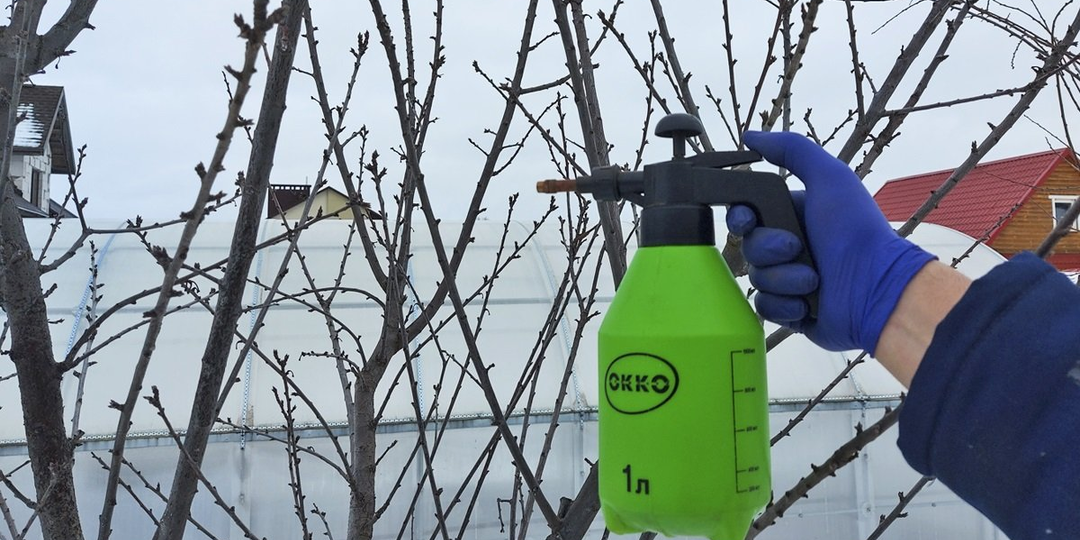 Первое опрыскивание деревьев весной: как, чем и зачем.