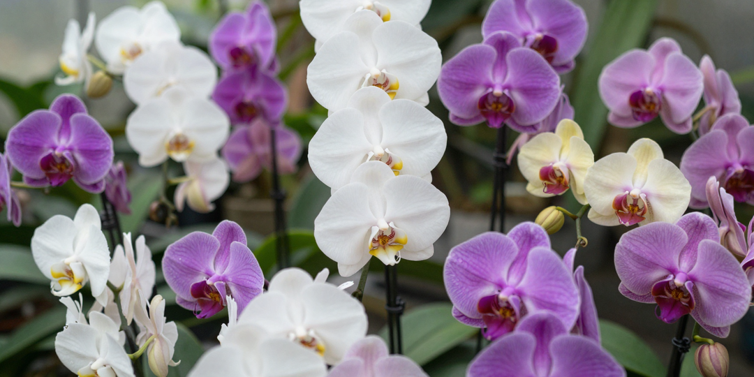 Как я заставила орхидею цвести в 3 раза пышнее: от 3 бутонов до 20 цветов!