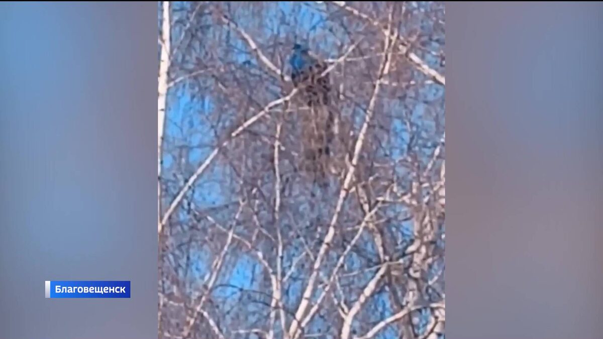    В Башкортостане заметили павлина, который сидел на ветке березы