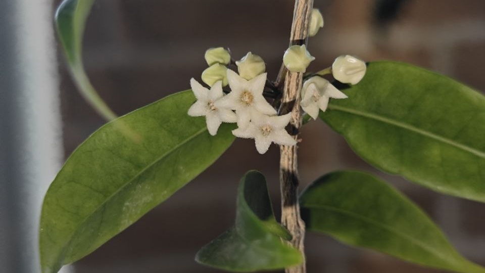 Хойя🌊 медуза Котон бель