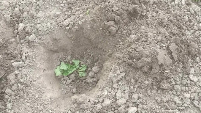 Сажаю томаты ямочным методом и забыл о вершинке. Поливаю раз в неделю