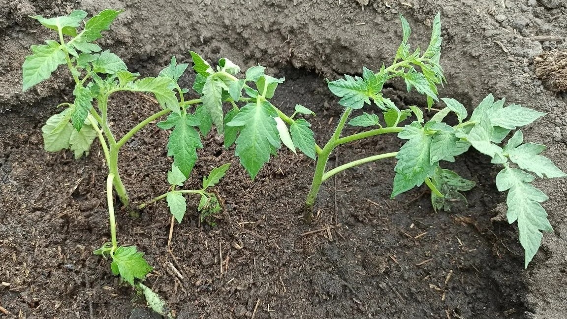 Сажаю несколько кустов по углам — корням просторно, кронам не тесно