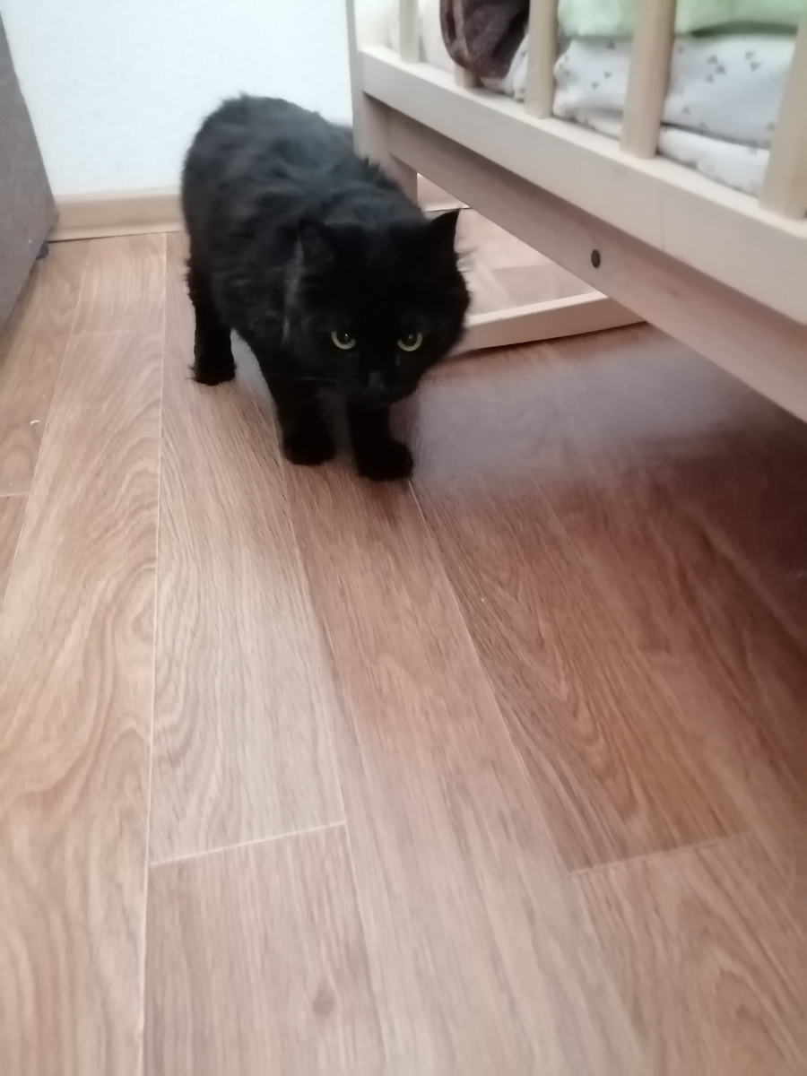 Кеша. Ее первое фото. С тех пор она пережила пару вычесываний, купания и обработку от блох и глистов. На очереди ветеринарный паспорт и все необходимые прививки.