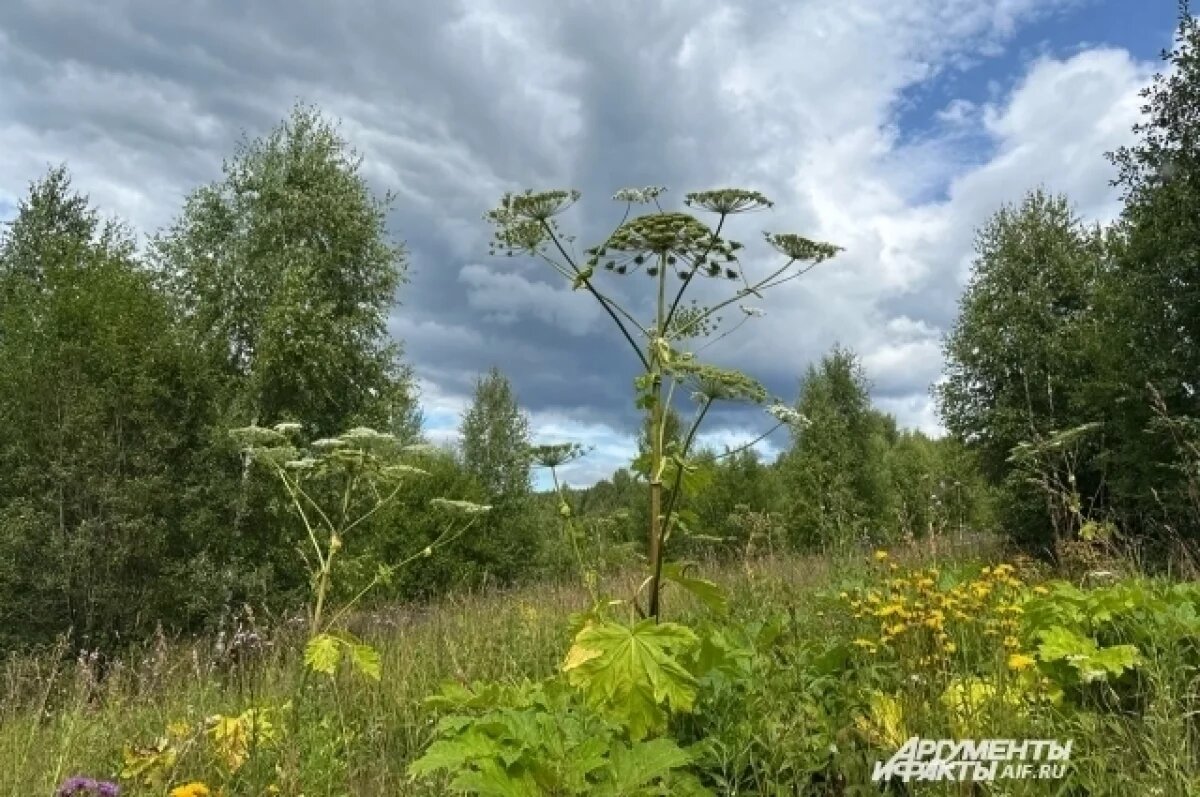    Список инвазивных растений опубликовали в Нижегородской области