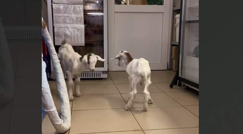    Скрин с видео парка "Лога". Газета "Земля"