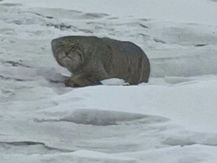     Бурприрода