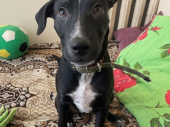 🏡 СРОЧНЫЙ ПРИСТРОЙ ЧУДЕСНОГО ЩЕНКА! 🐾